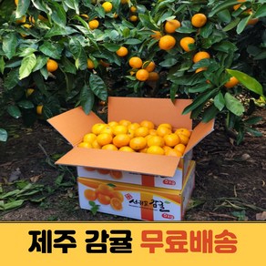 당도선별 제주 노지감귤 조생 극조생 밀감, 로얄과(2S-M), 1개, 10kg