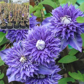 [서진스토어] 클레마티스 큰꽃으아리 넝쿨식물 (멀티블루) 5치화분 개화주 (묵은주), 1개