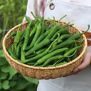 [농산물마루] 국내산 청양고추, 1박스, 5kg(특)