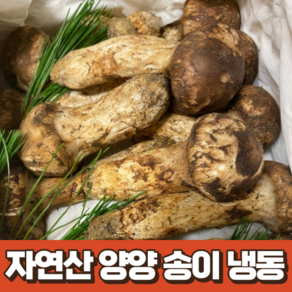 자연산 양양 송이 냉동 500g 국산 산지 직송 자연산 송이버섯 국내산 자연산송이 송이버섯 국산자연산 부모님 선물세트 백화점 선물, 1박스, 500g (상품)