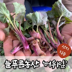 늘푸른농산 산지직송 노지재배 머위순, 1박스, 머위잎 1kg