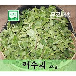 [산지직송]단종대왕의 어수리 나물 영월어수리나물, 2kg, 1개
