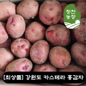 [당일출고][최상품] 강원도 홍감자 자색 카스테라 햇감자 붉은감자 사이즈 특품 5KG (요리용/찜용) 포슬포슬 강원도감자 햇감자 자색 수미감자, 특사이즈 5KG (요리용/찜용), 1개