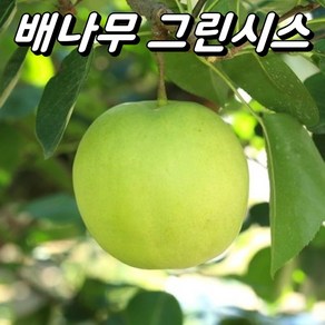 배나무 1년생 묘목 모음, 1개, 그린시스