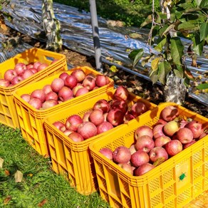 [더자인] 국내산 바로먹는 세척사과 2kg x 1박스 중소과 10-11과, 1개, 상세 설명 참조
