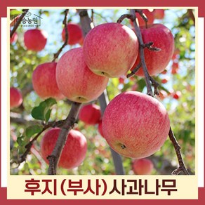 사과(후지 부사) R3cm 결실주 분묘 나무 묘목 (1주) 다승농원, 1개