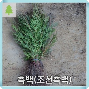 측백나무 묘목 조선측백 실생1년 27주묶음