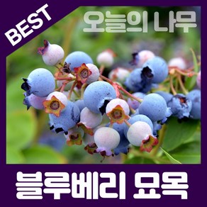 왕블루베리묘목 블루베리나무 묘목 블루베리 블루베리묘목, 빅듀크(북부종) 삽목2년생, 1개