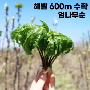 [산지직송] 강릉 오대산 자연산 개두릅 엄나무순 엄나물, 1개, 1kg