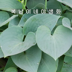 호스타 블루문 [1개 복남이네야생화 모종 반그늘 그늘 지피 hosta], 1개