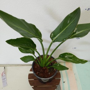 [성심] 꽃피는 극락조(중품)55cm, 1개
