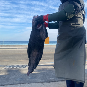 거진항 당일조업 미거지 곰치 물곰 꼼치 물텀벙 흑곰 백곰 해수손질 물곰탕, 1개, 당일조업 특대 물곰 1미 4kg 이상