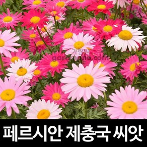 페르시안 제충국 씨앗 제충국씨앗 꽃씨 꽃 종자 50알, 1개