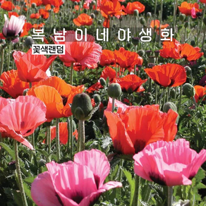 숙근양귀비 [3포트 복남이네야생화 모종 오리엔탈 포피 poppy] 꽃양귀비 꽃색랜덤, 3개