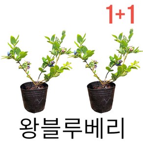 왕블루베리묘목 1+1 블루베리나무 키우기, 블루베리, 2개