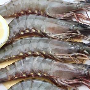 [쫄깃탱탱] 특별한 식감 블랙타이거새우, 1개, 500g (20미)