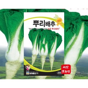 뿌리배추 씨앗 맛있는 뿌리배추 종자, 1개