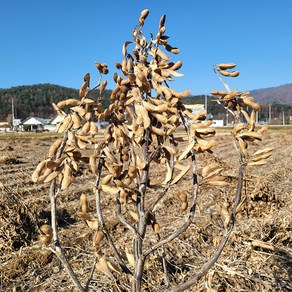 2024 국산 강원도 홍천 햇 메주콩 장류용 대왕2호 매주 백태 콩 1번구(대)등급 직접생산 농부직판 대량구매가능, 1개, 8kg