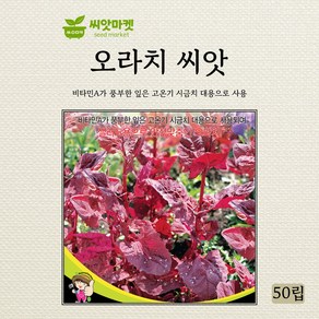 세계종묘 오라치 씨앗 50립, 1개