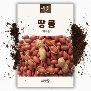 땅콩씨앗(30g) 재래종, 1개