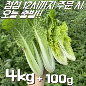 [꿀야채 얼갈이배추] 물 좋은 철원 산지직송 얼갈이배추, 1개, 4kg