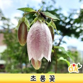 들꽃닷컴]초롱꽃 (10cm)포트모종 1세트(12개) 야생화 6~8월개화 화관이 초롱(호롱)모양 노지월동, 1개