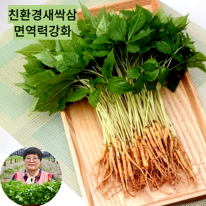 대숲맑은 새싹삼 새싹인삼 100뿌리 산지직송 GAP인증