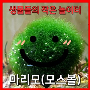 [수초농부] 모스볼(마리모) 생물들의 작은 놀이터, 1개