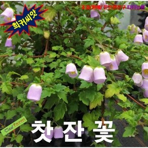 (희귀씨앗)찻잔꽃(Teacup Flowe 조벨라나) 5립, 1개