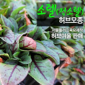 [모종] 적소렐 (식용허브) 모종 5개 (서울육묘생산 판매 정품허브모종), 1개