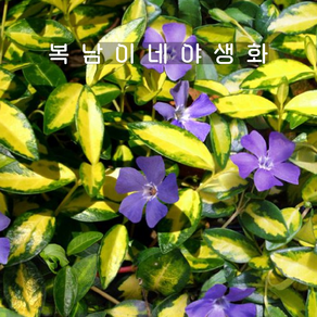 빈카 무늬종 [1포트 복남이네야생화 모종 vinca mino]일루미네이션, 1개