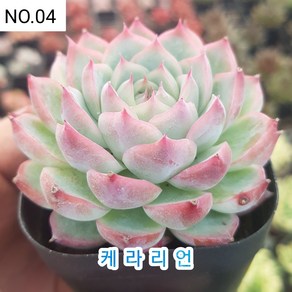 다육식물- 희귀 다육 100가지 모아보기, [NO. 04] 5.5cm 포트, 1개