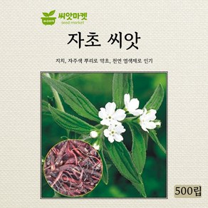 아람종묘 자초 씨앗 500립, 1개