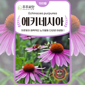 에키네시아씨앗 100립 꽃씨 자주루드베키아 자추국 다년생 echinacea seed