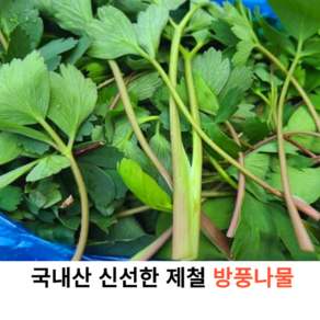 국내산 신선한 햇 방풍나물 400g 1kg 2kg 4kg 국산 당일수확 갯방풍나물 갯방풍 해방풍 자연의 보약 방풍나물 봄나물 무침