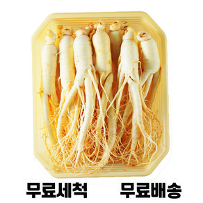 [청년프레쉬] 금산 세척 인삼 200g-750g 수삼 담금주 간식선물 삼 삼계탕 오쿠용 난발삼 5년근 6년근 홍삼