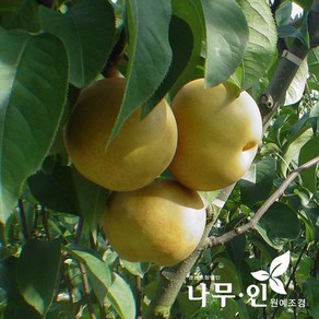 [나무인] 배나무 결실주 신고품종 R3, 1개