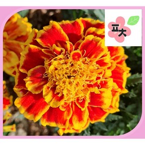 메리골드 듀랑고 비 씨앗(30립) -만수국 종자씨앗 꽃씨앗 채소씨앗 구근식물 야생화 약초 포천매화동농장 씨앗모음, 1개