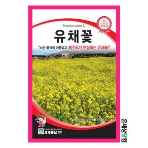 유채꽃 1kg / 씨앗 종자 꽃씨 두해살이풀 조경 화단 정원, 1개