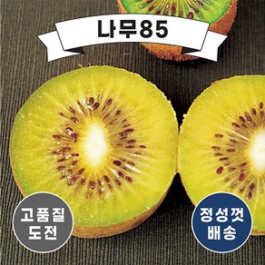 (나무85) 골드키위 키 150cm내외 분, 1개