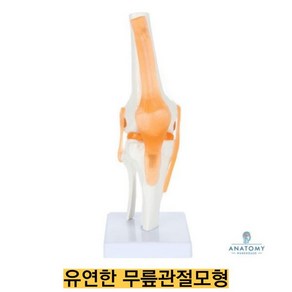 인체모형닷컴 움직이는 무릎관절모형 AK82 무릎모형