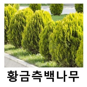 측백나무 묘목 황금측백 삽목1년 특묘 20주묶음, 1개