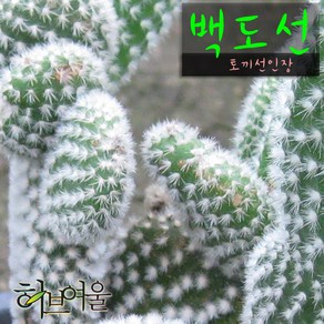 [허브여울선인장] 백도선 (토끼선인장 honey bunny ) 지름 9cm 소품다육화분, 1개