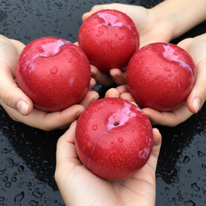 [25년 첫 출하] 말랑이 조생 고당도 하우스 자두 중과, 1개, 중과 300g(팩당 4-6과)
