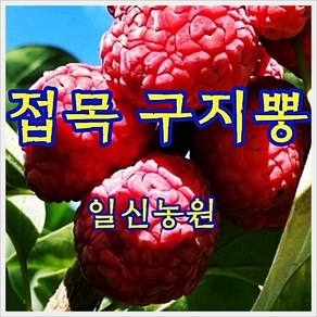 [일신농원] 묘목 80여종 단감 대봉 대추 사과 배 밤 포도 복숭아 자두 매실 살구 체리 등 /유실수/약용수/정원수/화목류, 1개, X2 접목 구지뽕 (2년특묘)