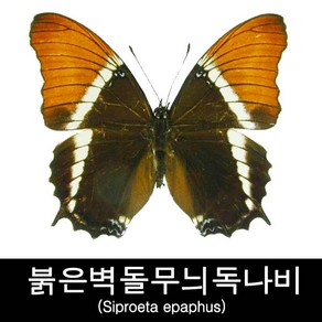 붉은벽돌무늬독나비표본/Sipoeta epaphus 100mm+-