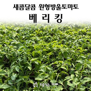 [모종심는아빠] 새콤달콤 붉은타원형의 원형방울토마토 베리킹 모종, 25주, 1개