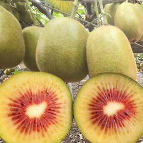 제주 서귀포 레드 키위 과일 kiwi Kiwi 래드키위, 1박스, 중소과(60~80g내외) 5kg