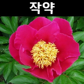 작약 모종 3~5분얼(분) 3개