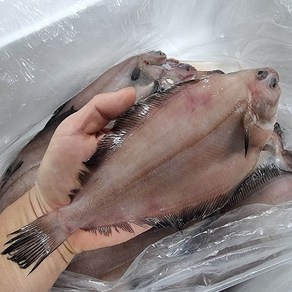 나라수산 감포 물가자미 3kg 깔끔손질 식해 세꼬시, 물가자미(3kg), 1개